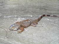 Iguane commun, Iguana iguana (ord Squamates)(ss-ord Sauriens)(fam Iguanides) (Photo F. Mrugala) (2)